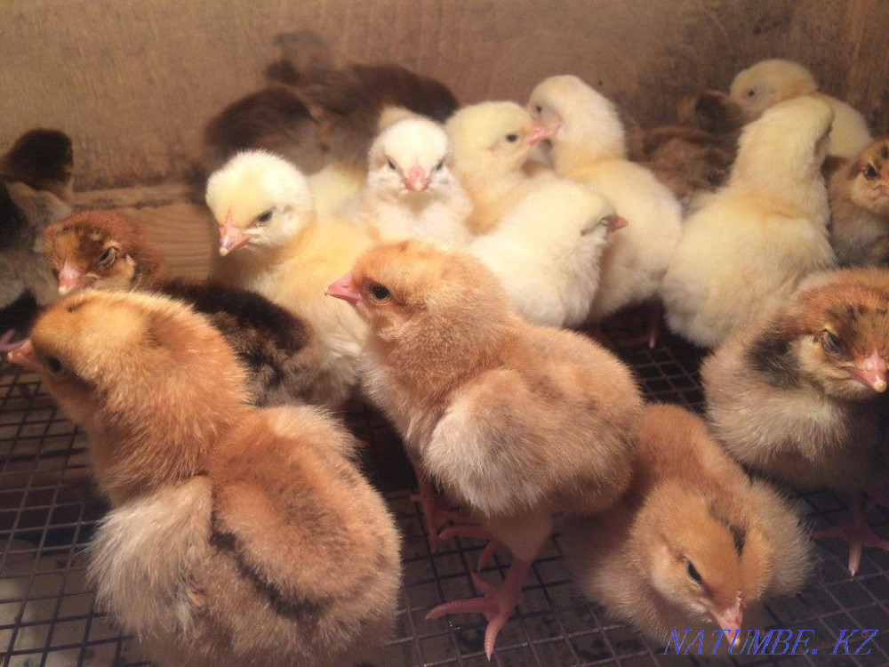 chickens kuchinsky Almaty - photo 2