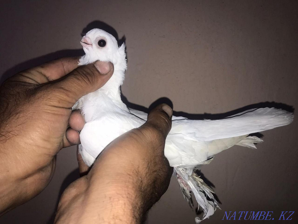 Pigeons for sale  - photo 5