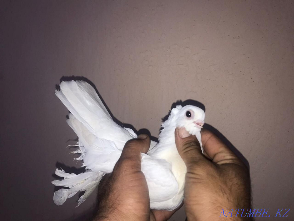 Pigeons for sale  - photo 1