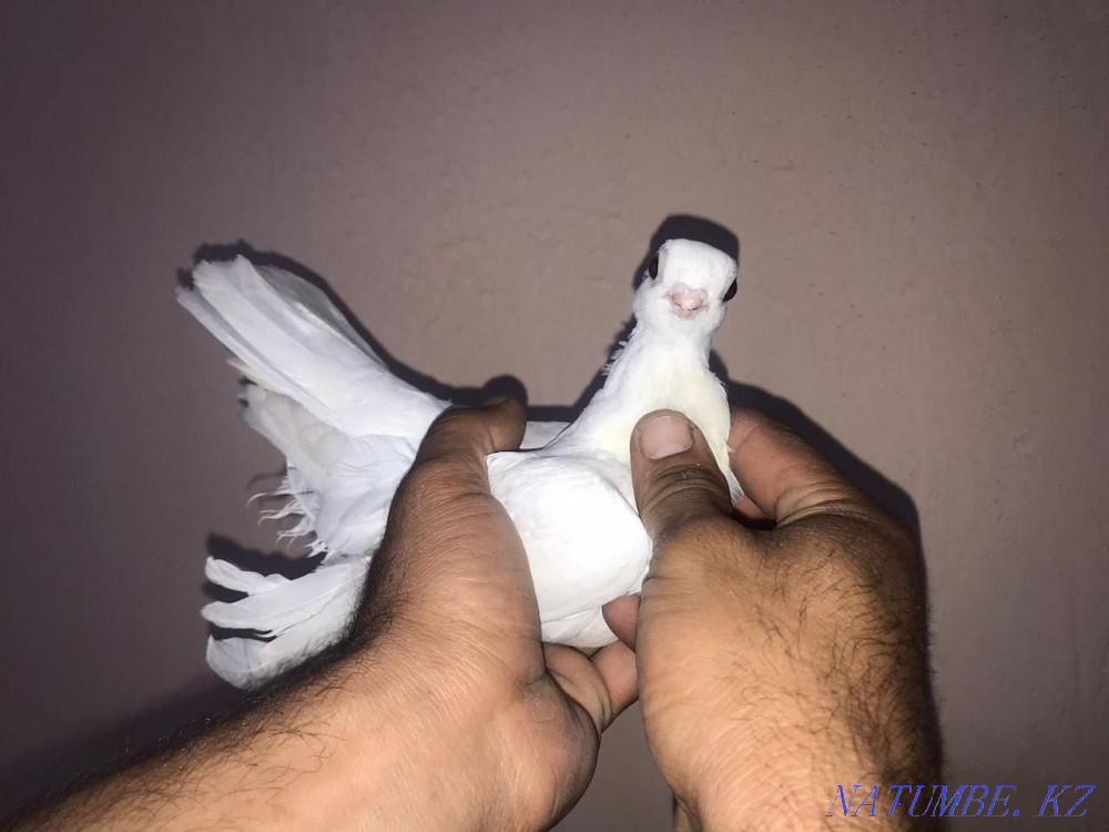 Pigeons for sale  - photo 4