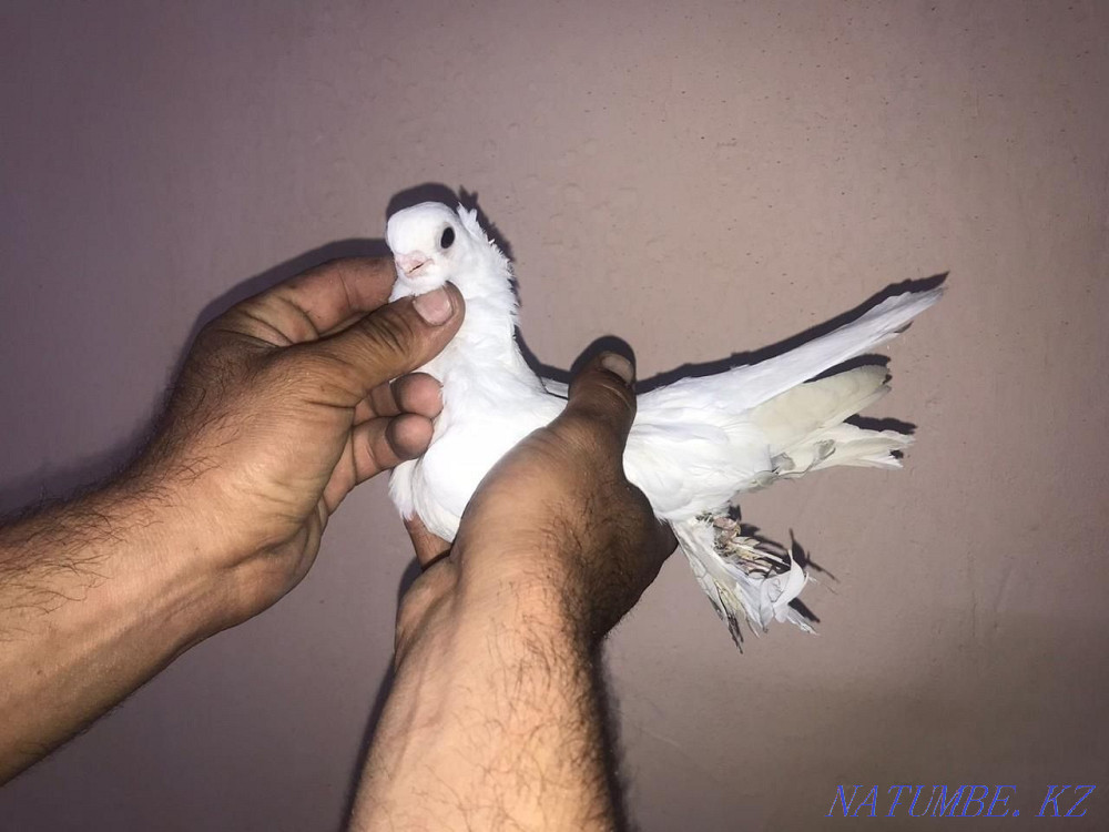 Pigeons for sale  - photo 3