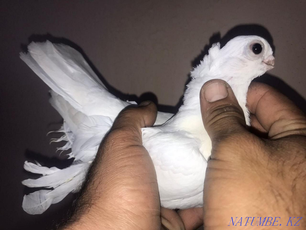 Pigeons for sale  - photo 2