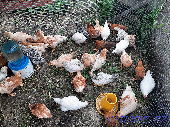 Chickens of egg breeds. Бостандык - photo 1