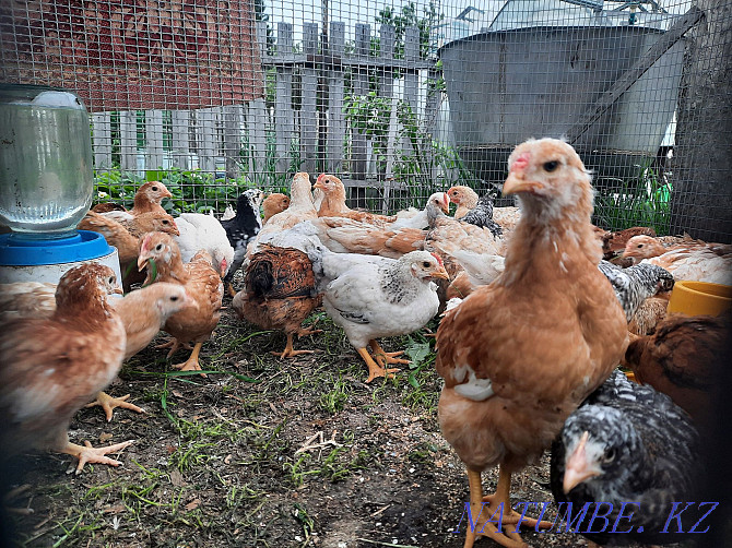 Chickens of egg breeds. Бостандык - photo 3