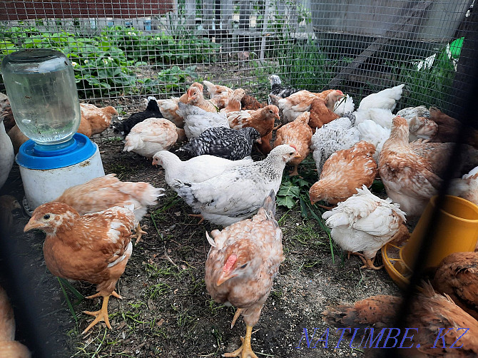 Chickens of egg breeds. Бостандык - photo 2