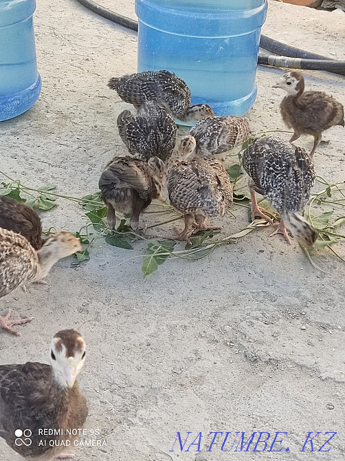 Үндік балапан 20күндік 2800 Күшін балапан екі мен ауыл 1700 теңге  Ақтау  - изображение 2