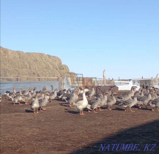 I will sell geese of breed Linda and Large gray Нура - photo 2