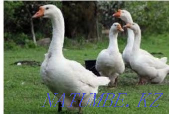 I will sell geese of breed Linda and Large gray Нура - photo 1