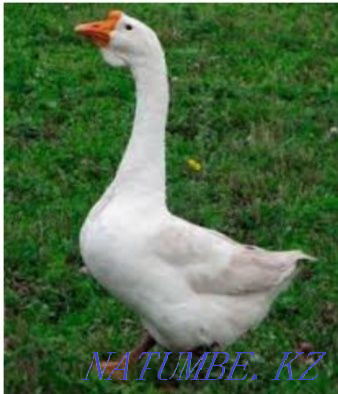 I will sell geese of breed Linda and Large gray Нура - photo 3