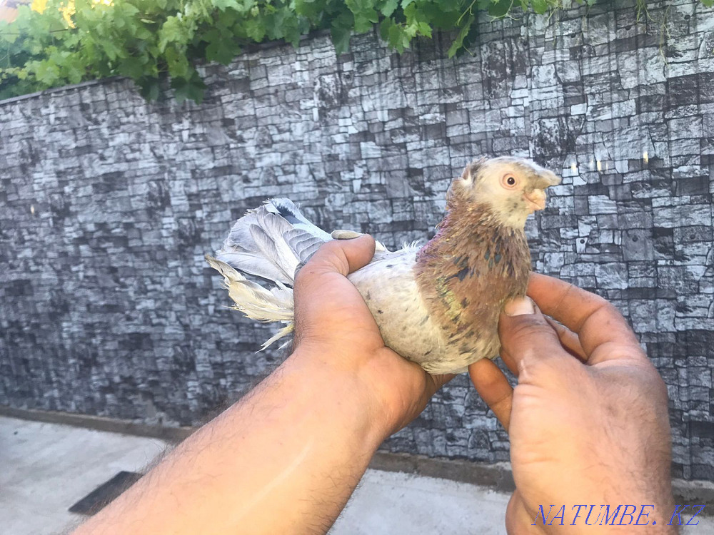 Selling a small-nosed male  - photo 3