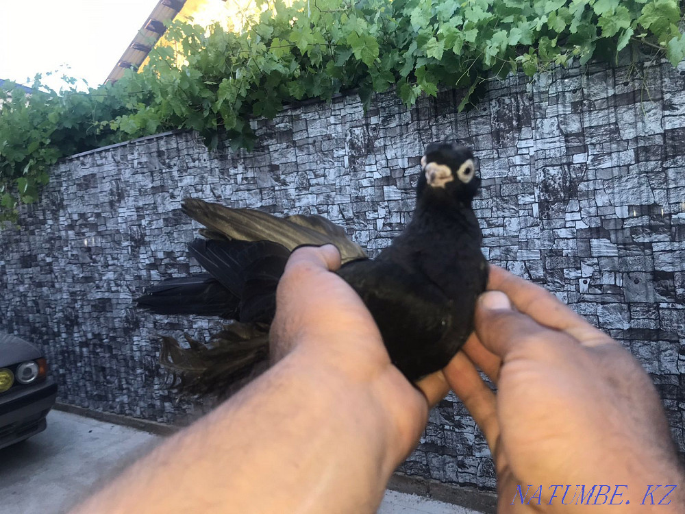 Продам малоносых голубей  - изображение 5