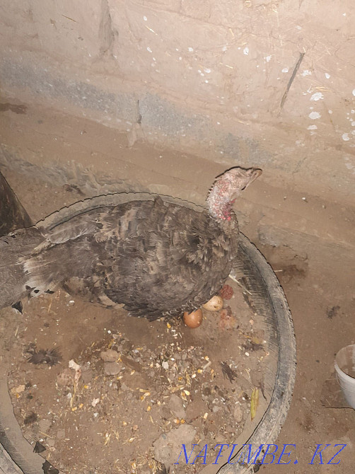 К?рік ?ндік сатылады Шымкент - изображение 1