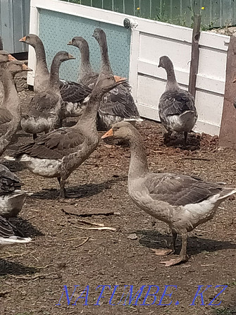 Selling purebred geese Semey - photo 1