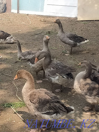 Selling purebred geese Semey - photo 2