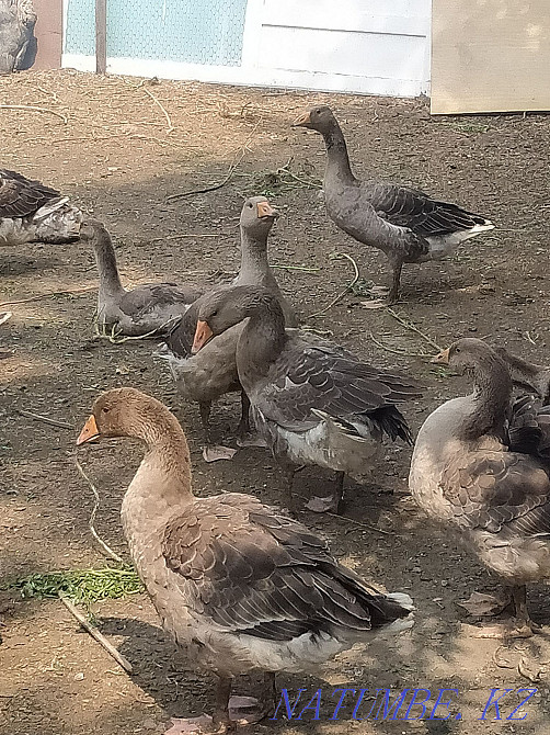 Продам породистых гусей Семей - изображение 2