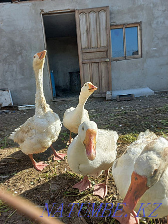 Urgently selling geese  - photo 1