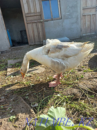 Urgently selling geese  - photo 3