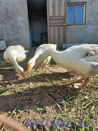 Urgently selling geese  - photo 2