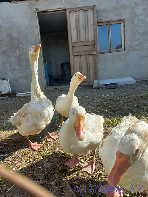 Срочно продам Гусей  - изображение 1