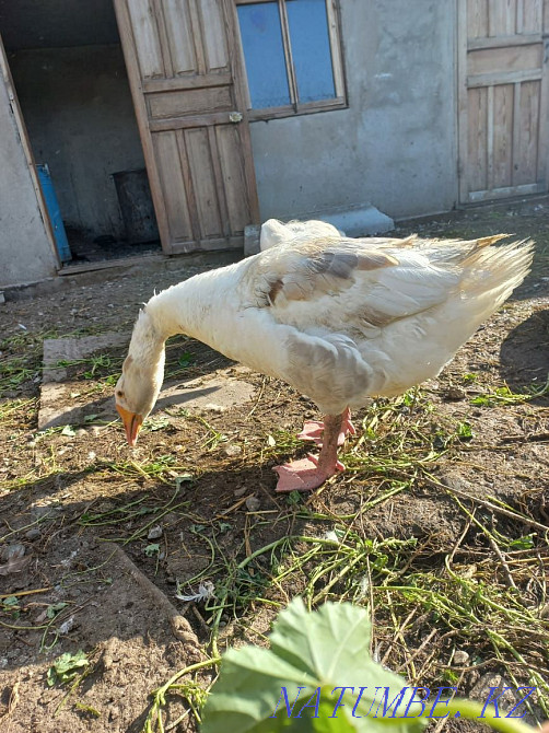 Срочно продам Гусей  - изображение 3
