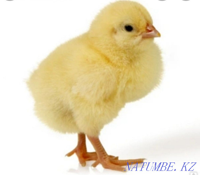 Цыплята бройлеров рос-308 Талас - изображение 1