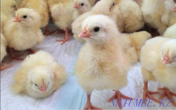 Цыплята бройлеров рос-308 Талас - изображение 2