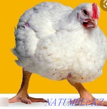 Broiler chickens ros-308 Талас - photo 3