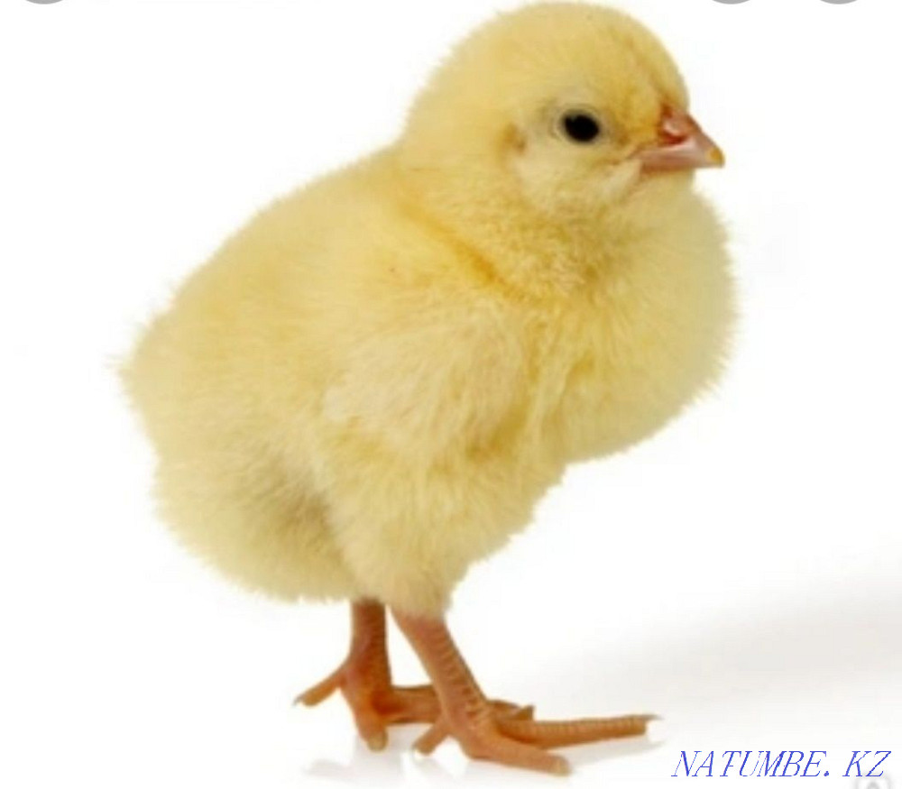 Цыплята бройлеров рос-308 Талас - изображение 1