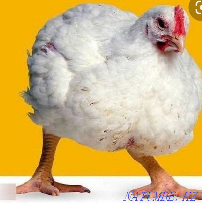 Цыплята бройлеров рос-308 Талас - изображение 3