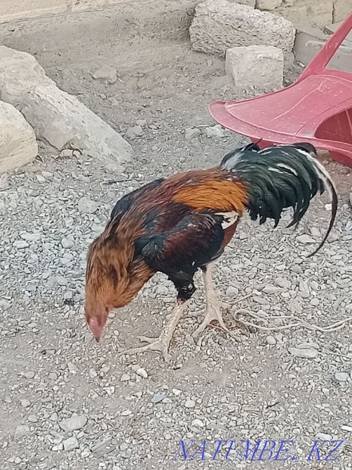 Күресуші әтеш Дақан  Ақтау  - изображение 1