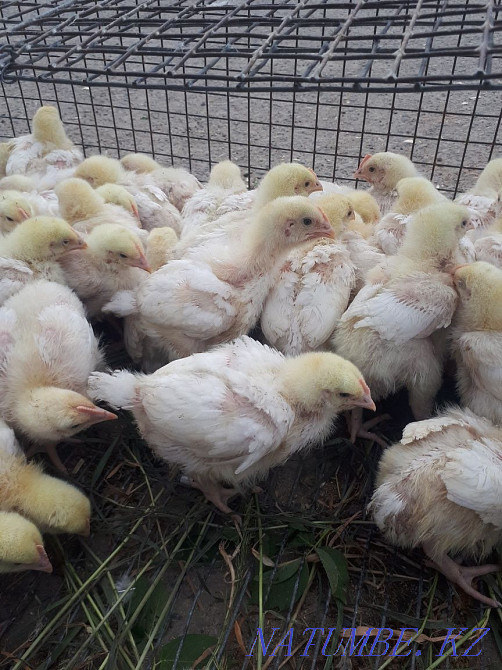 Бролерлерді сату  Өскемен - изображение 1