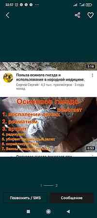 Гнездо осиное лечебное Алматы