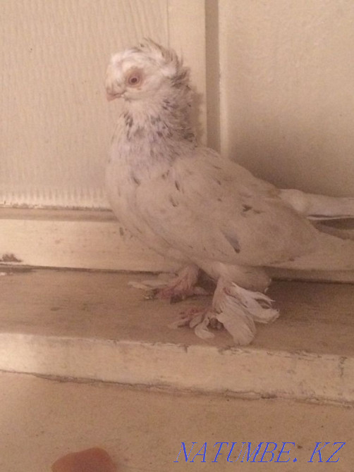 Продам голубя Тараз - изображение 1