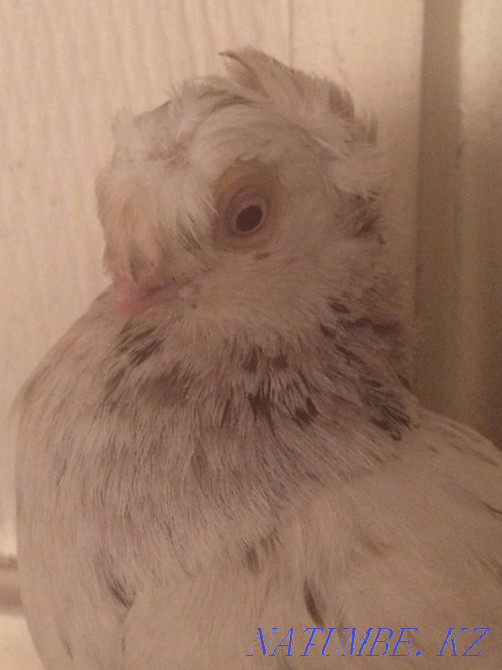 Продам голубя Тараз - изображение 3