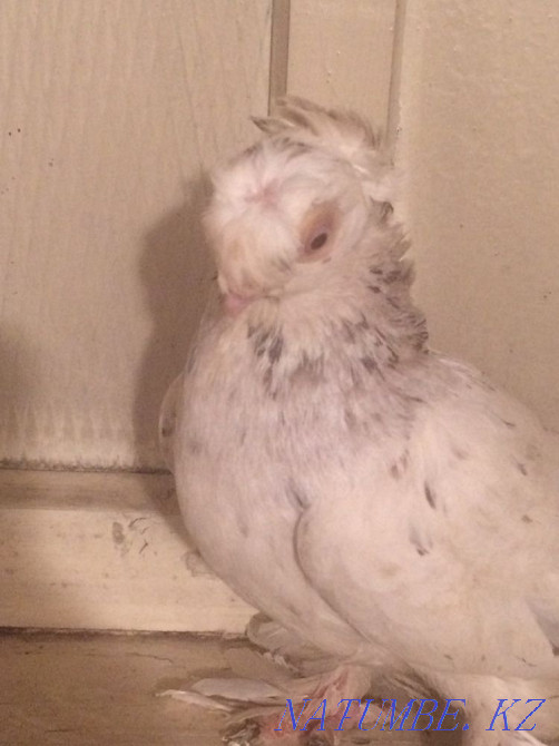 Продам голубя Тараз - изображение 2