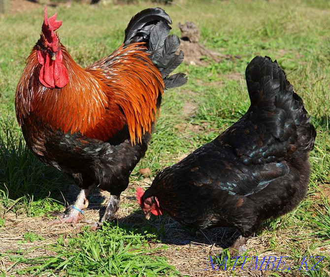 Domestic chicken roosters on treatment Almaty - photo 1