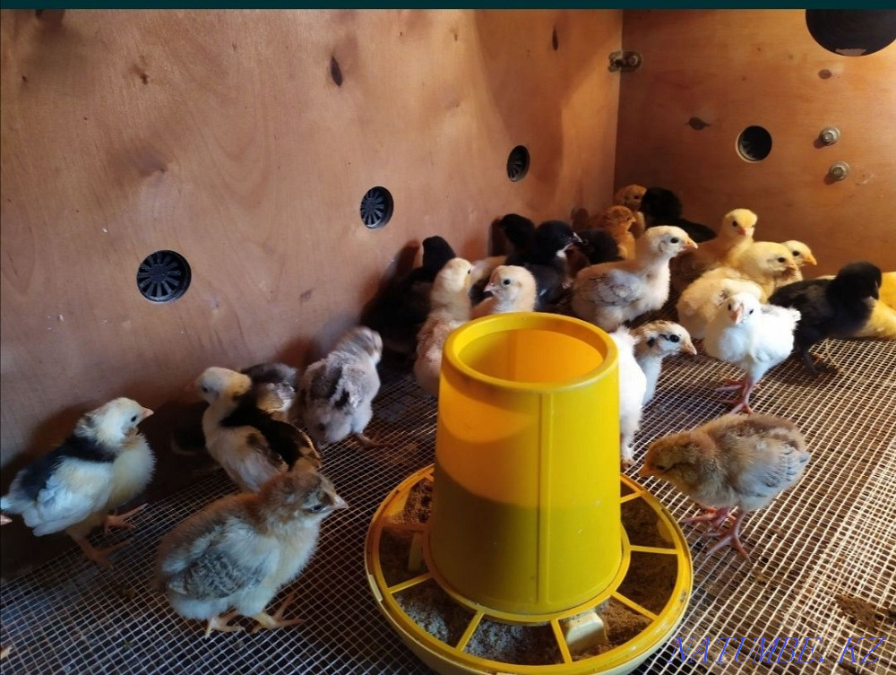 Domestic chickens 400tg Aqtobe - photo 2