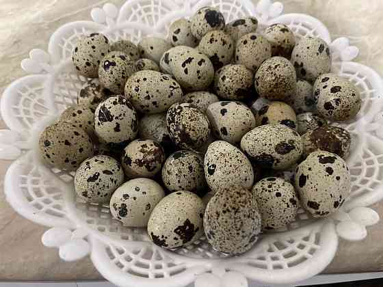Яйца Перепелиные  Алматы