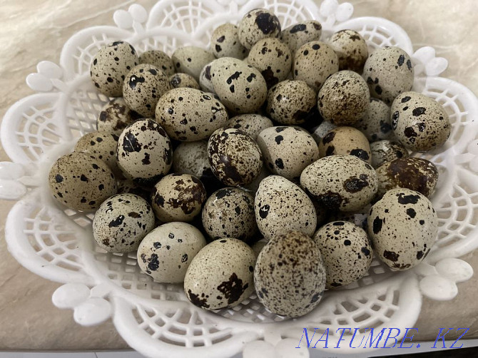 Quail eggs Almaty - photo 1