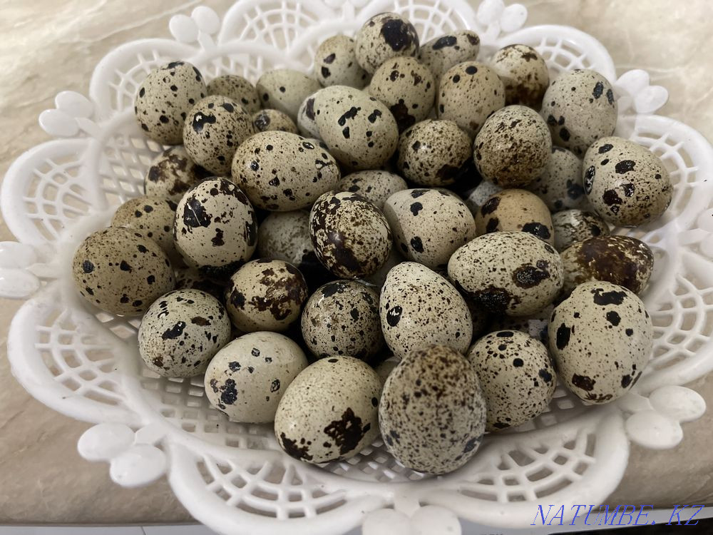 Яйца Перепелиные Алматы - изображение 1