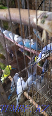 budgerigars Petropavlovsk - photo 1