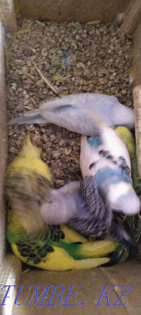 budgerigars Petropavlovsk - photo 2