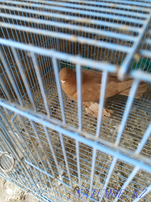 Selling two yellow males Almaty - photo 1