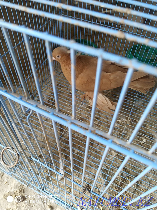 Selling two yellow males Almaty - photo 2