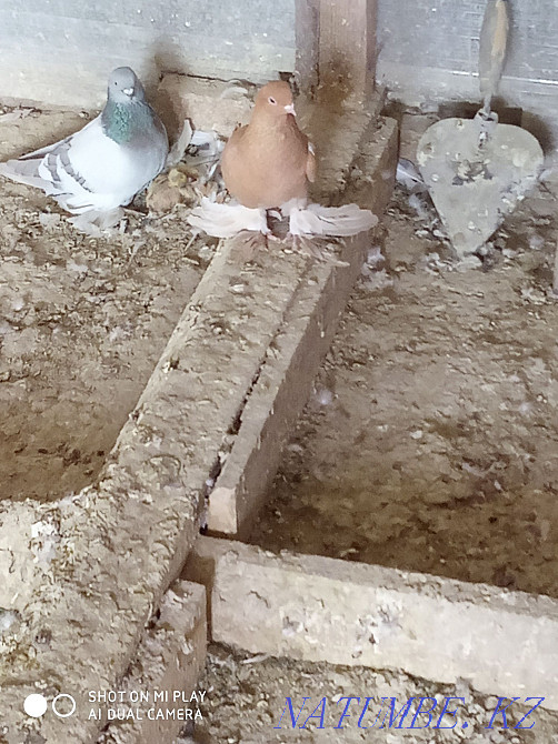 Selling two yellow males Almaty - photo 5