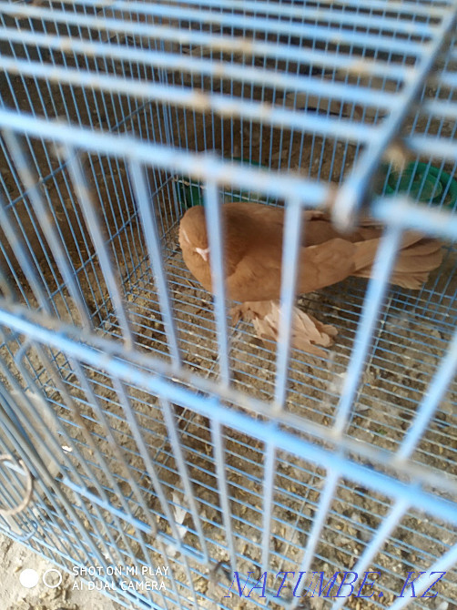 Selling two yellow males Almaty - photo 3