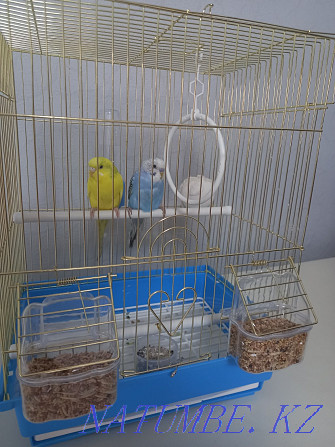 Budgerigar 2pcs Couple+Cage Almaty - photo 2