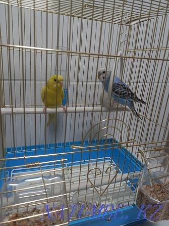 Budgerigar 2pcs Couple+Cage Almaty - photo 1