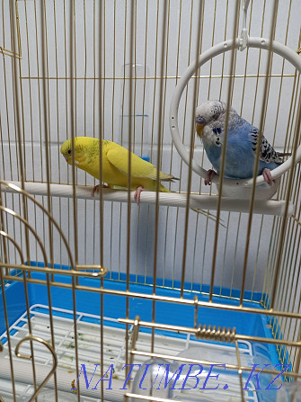 Budgerigar 2pcs Couple+Cage Almaty - photo 3