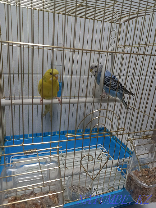 Волнистые Попугай 2шт Парочка+Клетка Алматы - изображение 1